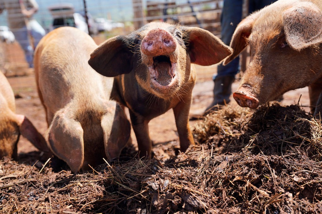 Pigs root for coconut rhinoceros beetle grubs at North Shore Stables Wednesday, June 28, 2023, in Honolulu. The pigs root through mulch piles and eat the grubs. (Kevin Fujii/Civil Beat/2023)