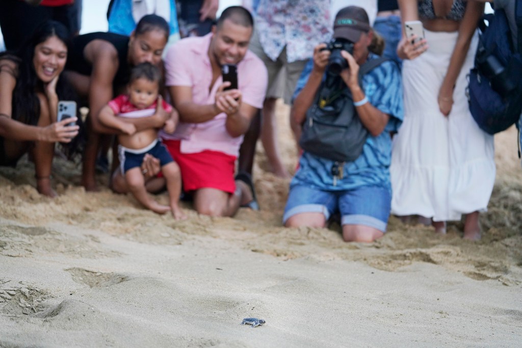 The first honu hatchling released makes its way toward the ocean  Monday, Oct. 2, 2023, at Sandy Beach in Honolulu. A large crowd of approximately 80 people gathered to witness the excavation and release of the green sea turtles. (Kevin Fujii/Civil Beat/2023)