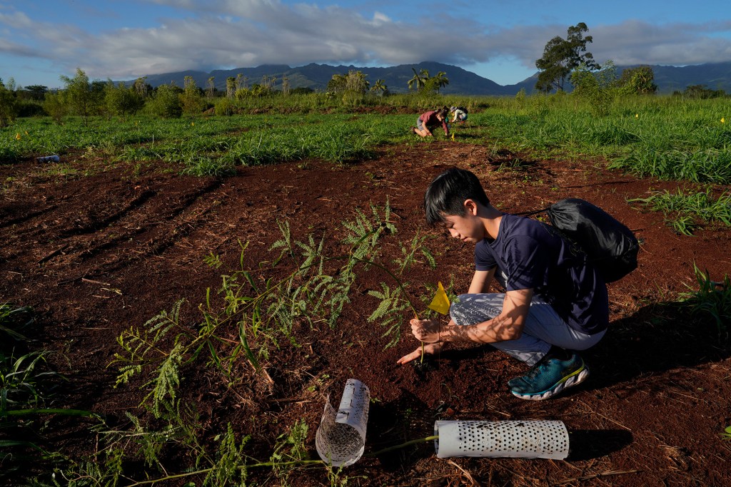 Punahou student Ryan Endow volunteers to plant a koa sapling with classmate Asryelle Mora Rollo, co-founder of the Carbon Neutrality Challenge, Saturday, Dec. 2, 2023, at the State Monument Kukaniloko Birthstones in Wahiawa. Mora Rollo used this tree planting to see how long it would take 14 volunteers to plant 200 native Hawaiian trees. It took 40 minutes to plant all the koa and wiliwili saplings. (Kevin Fujii/Civil Beat/2023)