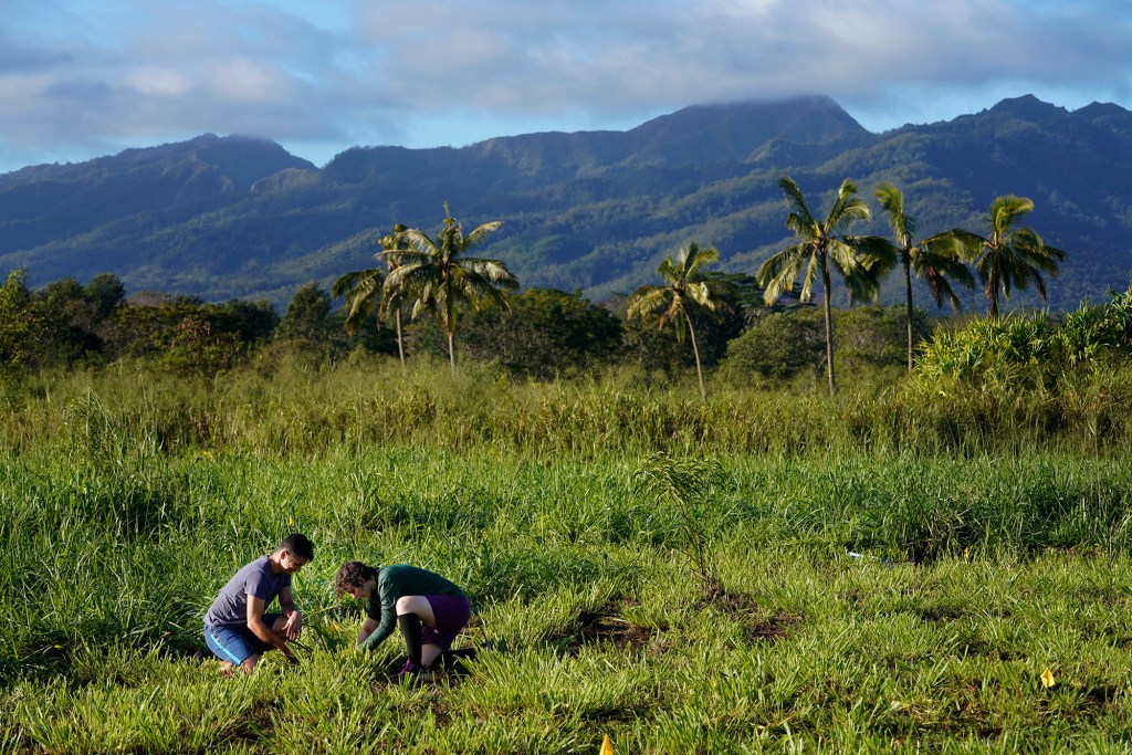 Co-founders of the Carbon Neutrality Challenge, Dr. Camilo Mora, from left, and Punahou student Asryelle Mora Rollo, check the depth of a pre-dug hole for a native Hawaiian sapling Saturday, Dec. 2, 2023, at the State Monument Kukaniloko Birthstones in Wahiawa. This tree-planting event was used to time how long it would take volunteers to plant 200 native Hawaiian trees. Optimal-size holes were dug previously. But some maintenance was required after the heavy Kona low rains. (Kevin Fujii/Civil Beat/2023)