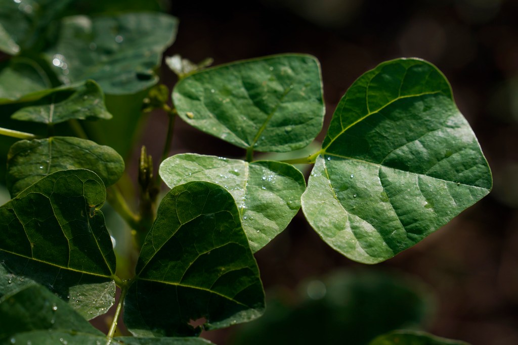 The leaves of a wiliwili sapling are photographed Saturday, Dec. 2, 2023, at the State Monument Kukaniloko Birthstones in Wahiawa. This is one of 200 native Hawaiian trees the Carbon Neutrality Challenge planted. The group’s co-founders learned it takes 40 minutes for 14 volunteers to plant all 200 koa and wiliwili saplings. (Kevin Fujii/Civil Beat/2023)