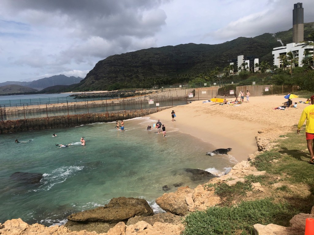 A monk seal clambers ashore at Kahe Point Beach Park