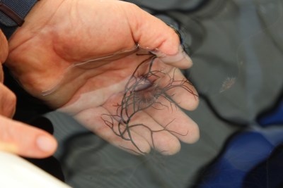 1 Million Sea Urchins Have Now Been Deployed To Eat Kaneohe’s Invasive Seaweeds