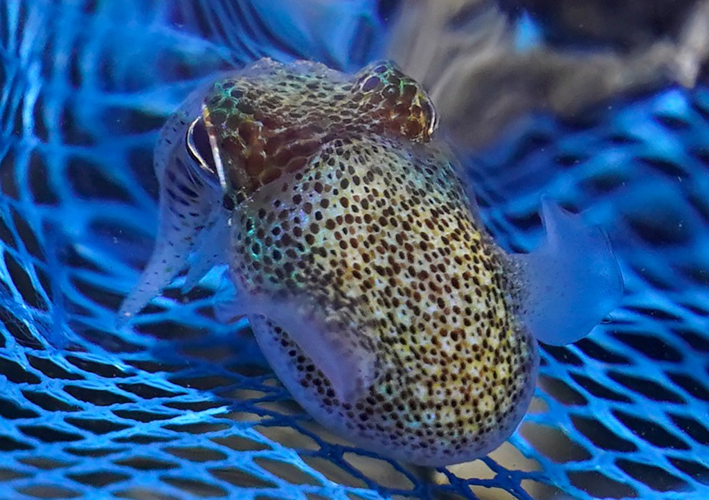 An endemic Hawaiian bobtail squid swims inside a net Sunday, Jan. 8, 2024, in Honolulu. The Hawaiian bobtail squid works with a bioluminescent bacteria which mimics the brightness of moonlight or light pollution. By creating the same amount of light, predators below are not able to see the silhouette of the small cephalopods. (Kevin Fujii/Civil Beat/2024)