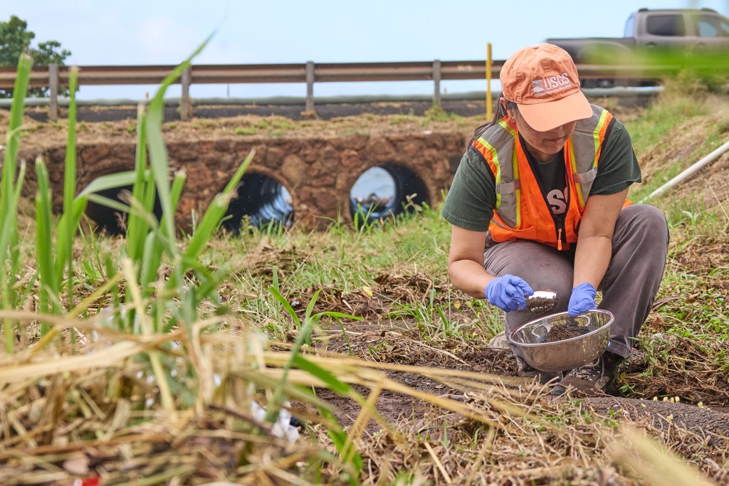 Scientist are also collecting samples of silt near drainage ditches. (David Croxford/Civil Beat/2024)