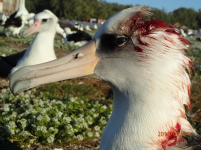 Murderous Mice Are Attacking And Killing Nesting Albatrosses On Midway Atoll