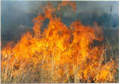 Most Wildfires Are Put Out Quickly. But That’s Causing More Severe Fires
