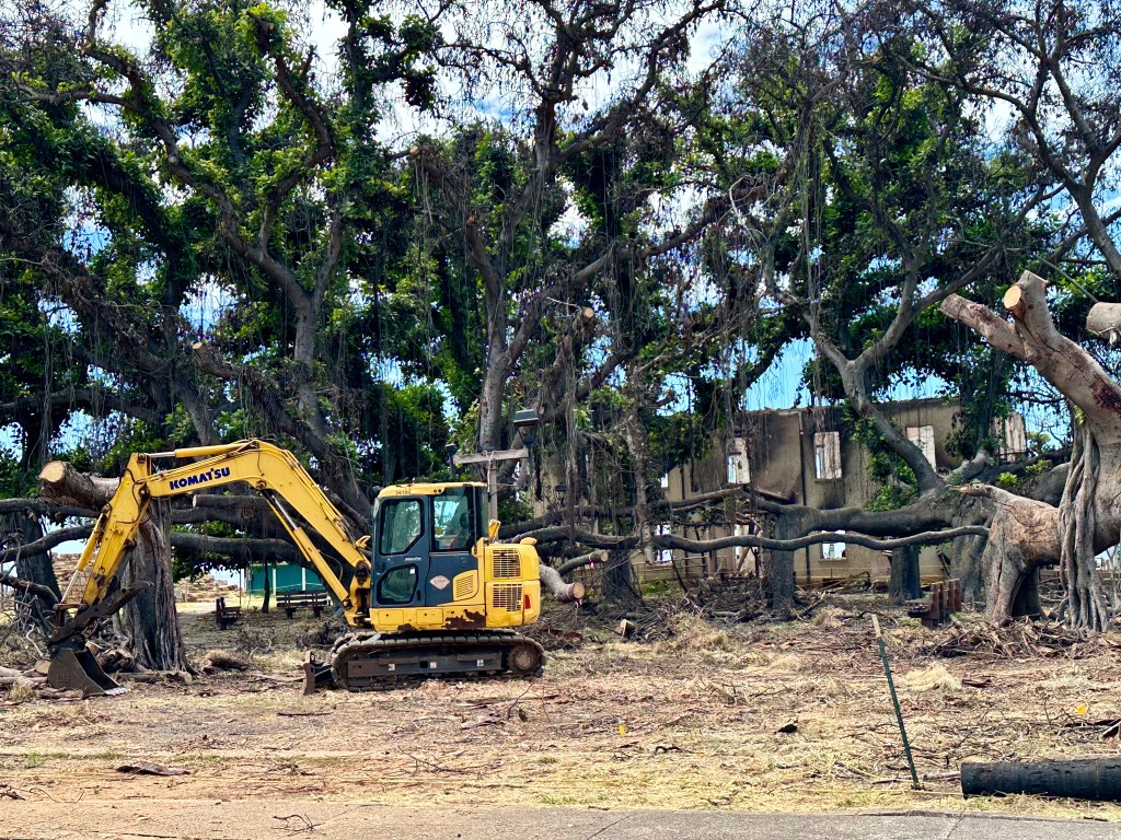 The historic banyan tree in Lahaina, March 12, 2024. (Nathan Eagle/Civil Beat/2024)