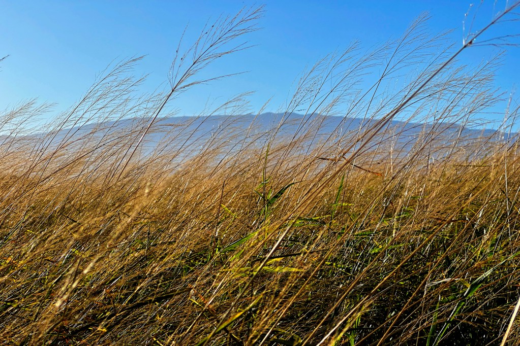 Haleakala rises above a growing guinea grass Tuesday, April 9, 2024, as seen from Kahului. This winter’s precipitation nourished grasses and other plants which cause concern for fire officials. (Kevin Fujii/Civil Beat/2024)