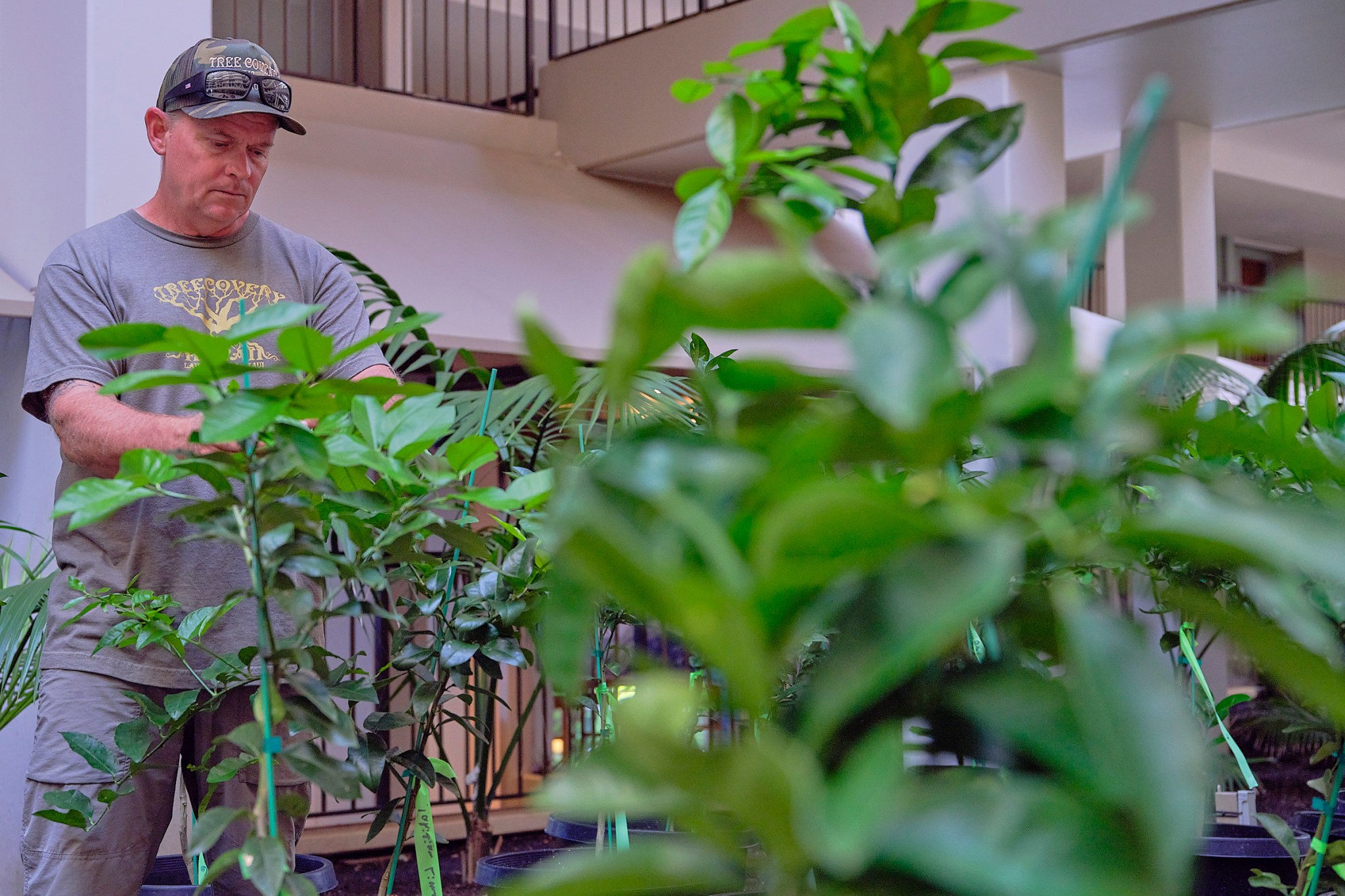 Duane Sparkman from Treecovery, Bill Countryman, General Manager of MarriottÕs Maui Open Club and Matthew Murasco pose at the lobby of the MarriottÕs Maui Ocean club near a cutting from the Lahaina banyan tree which is flourishing in its new environment. (David Croxford/Civil Beat/2024)