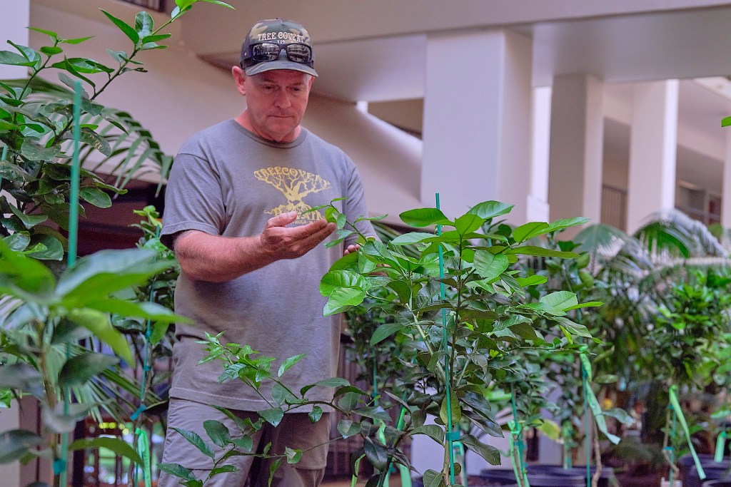 Duane Sparkman from Treecovery, Bill Countryman, General Manager of MarriottÕs Maui Open Club and Matthew Murasco pose at the lobby of the MarriottÕs Maui Ocean club near a cutting from the Lahaina banyan tree which is flourishing in its new environment. (David Croxford/Civil Beat/2024)