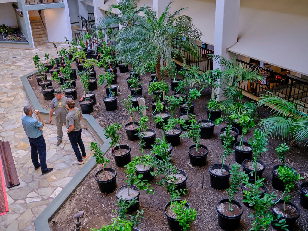 Duane Sparkman from Treecovery, Bill Countryman, General Manager of Marriott’s Maui Open Club and Matthew Murasco pose at the lobby of the Marriott’s Maui Ocean club near a cutting from the Lahaina banyan tree which is flourishing in its new environment. (David Croxford/Civil Beat/2024)
