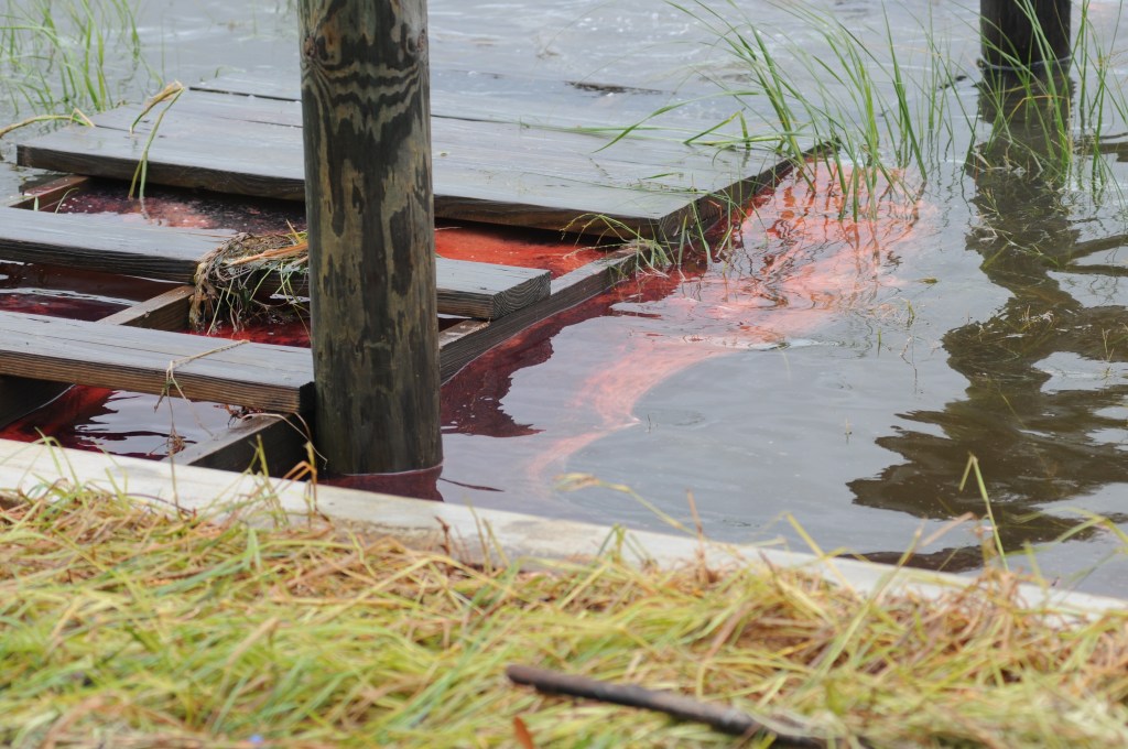 Fuel is visible in the Biloxi Back Bay, Miss., Aug. 30, 2012. Keesler and local environmental officials responded to a nearly 3,000-gallon diesel fuel spill from a generator that leaked from the base commissary into Biloxi's Back Bay. (U.S. Air Force photo by Kemberly Groue/Released)