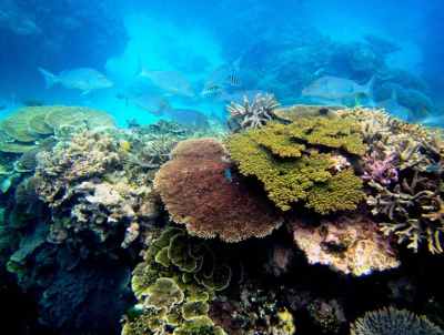 Hawaiʻi Scientist Has Bad — And Good — News About Future Of Coral Reefs