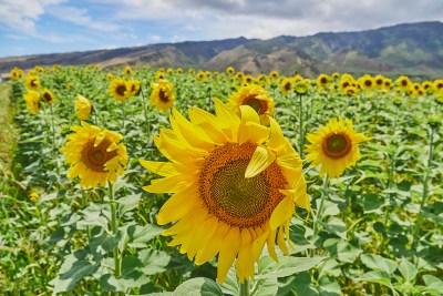 The Sunshine Blog: We’re Officially Hitting The Campaign Trail