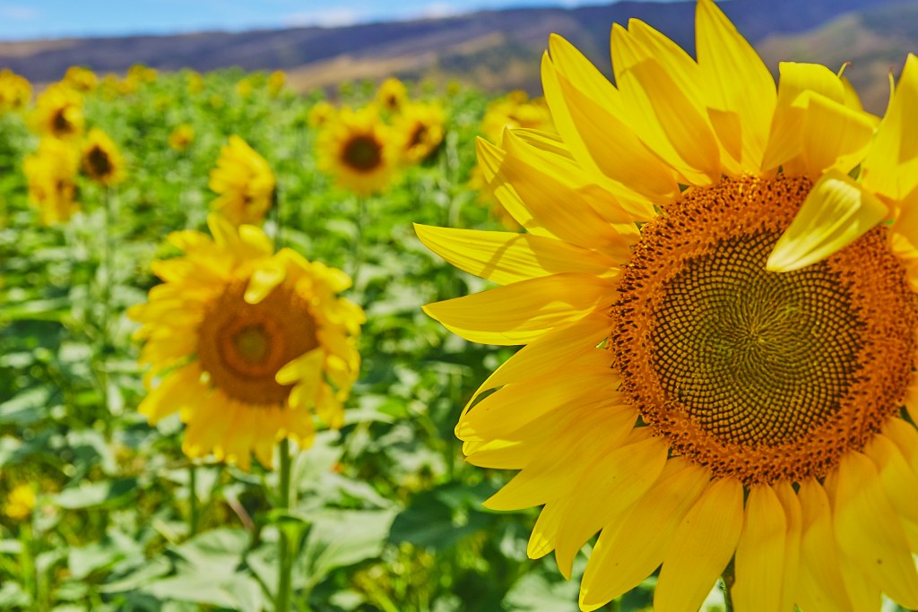 If you’ve never seen a field of Sunflowers, you owe it to yourself to seek one out and take a tour, walk through it or just look. Guaranteed it will put a smile on your face.
Pacific BioDiesel (biodiesel.com) runs a farm on Maui, just off Kuihelani Highway that features a 30-35 acre field of Sunflowers. The seeds are used to produce a culinary sunflower seed oil used by many chefs to produce sustainable food for all. When the oil is used up it can be returned to PacificBiodiesel’s facilities and recycled. Their business plan is leading them to plant 1000 acres of sunflowers on Kauai with the first field of 100 acres being planted soon.
On April 4th they’ll be holding their annual Sunflower Farm Music festival at the Maui location, a place where you can enjoy some great music and complete your Sunflower Bucket List in one location. (David Croxford/Civil Beat/2024)