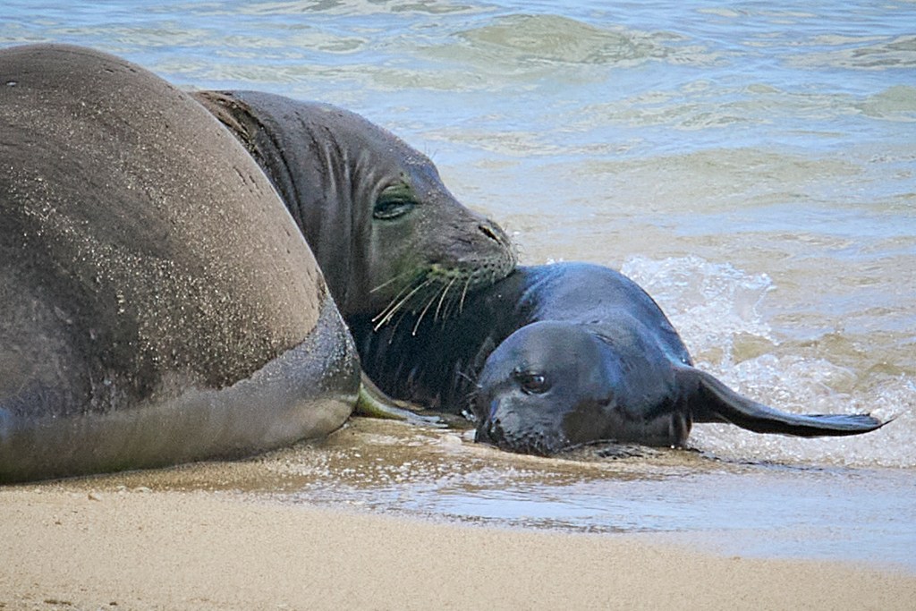 Kaiwi, has done it again! On May 1st, 2024, the Monk Seal affectionately named Kaiwi, gave birth to her 6th pup on Kaimana Beach and is now resting in a DLNR protected area there. The area is close to the Kaimana Beach Hotel who gave us access to a room so that we could photograph the pair without disturbing them. (David Croxford/Civil Beat/2024)