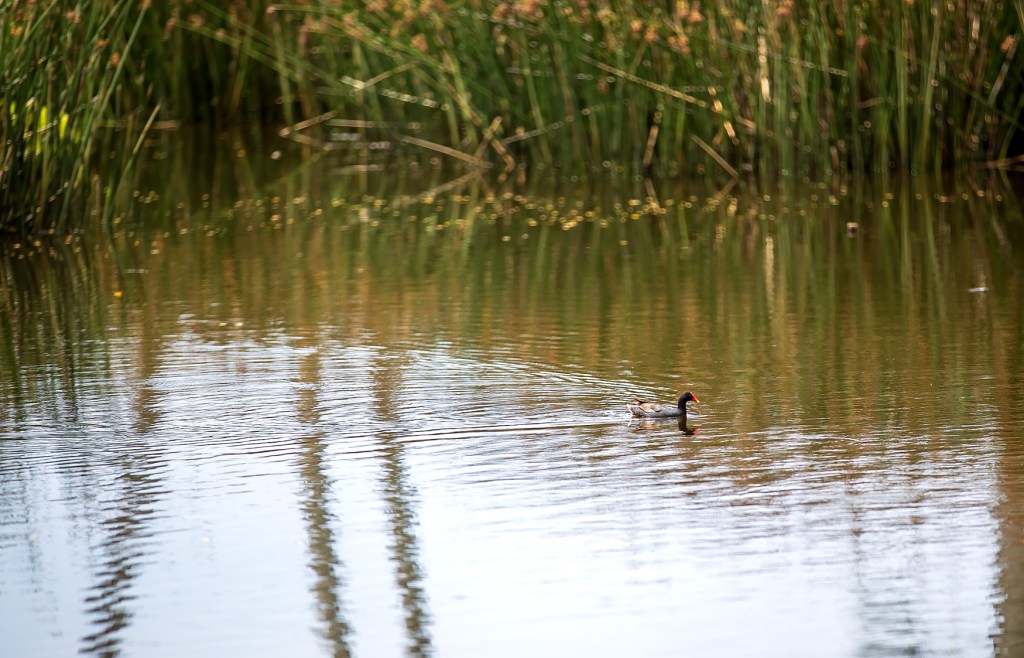 The Hawaiian moorhen, or ‘alae ‘ula, once thrived throughout the Main Hawaiian Islands except Kahoolawe and Lanai. Now, they only live in wetlands on Oahu and Kauai, according to U.S. Fish and Wildlife Service. (Nathan Eagle/Civil Beat/2024)