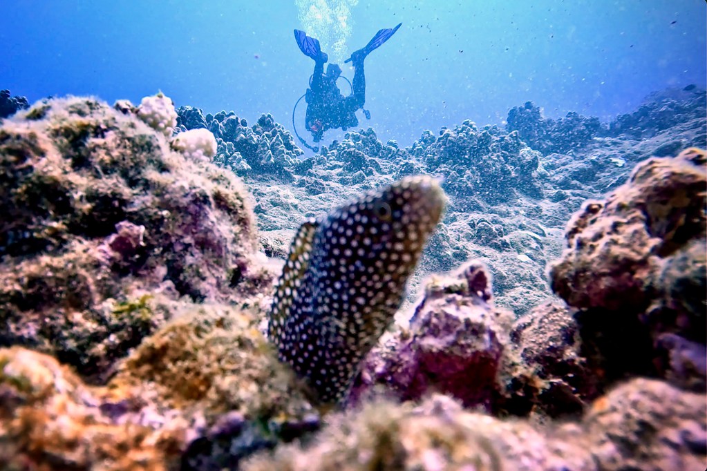 A whitemouth moray eel pops out of its hiding place after a scuba diver swims past Saturday, June 1, 2024, near Sharks Cove in Haleiwa. Still image from video. (Kevin Fujii/Civil Beat/2024)