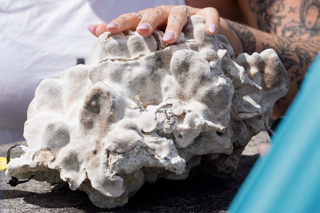Madeleine Sherman, project manager of the Coral Resilience Lab - Hawaii Institute of Marine Biology shows a Porites Lobata, or a lobe coral, to National Oceanic and Atmospheric Administration administrator Dr. Richard Spinrad Tuesday, June 11, 2024, at Kuliʻouʻou Beach Park in Honolulu. The lobe coral is endemic to Maunalua Bay. (Kevin Fujii/Civil Beat/2024)