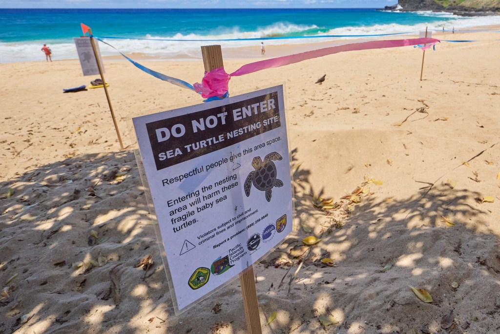 A Turtle nest was discovered at Sandy’s Beach on the east side of Oahu on June 26th and has been cordoned off to protect the turtles during their incubation period. Photographed June 26th, 2024(David Croxford/Civil Beat/2024)