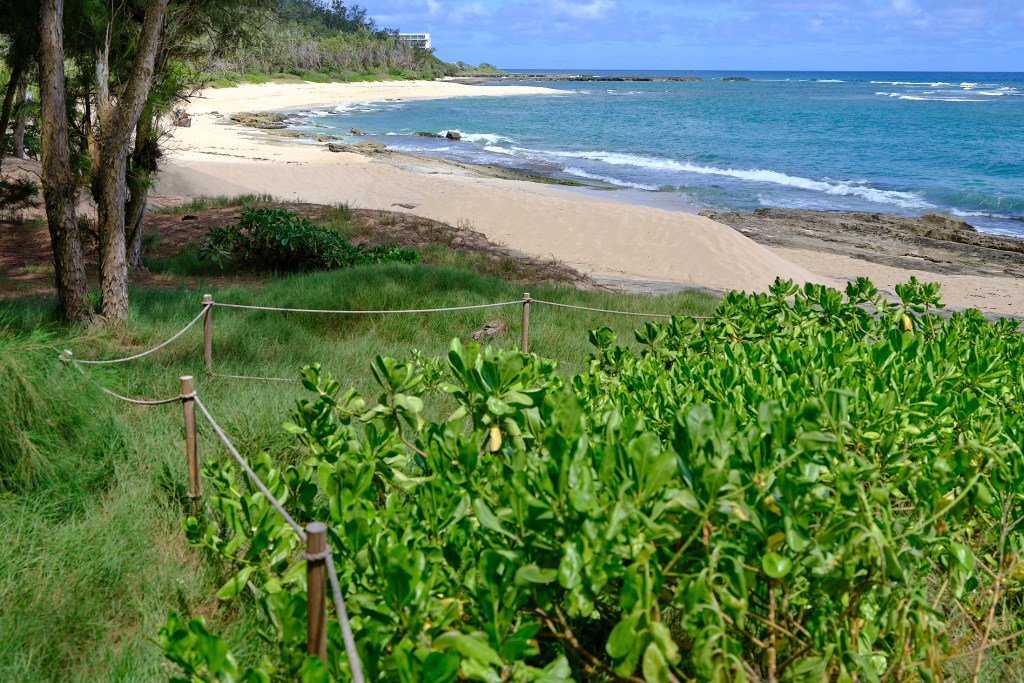 Areté Collective, the architectural Design group that is developing a 65 acre parcel of land just above Turtle Bay on the North Shore of Oahu has already started to remove invasive species from the area just purchased and is promising to keep their development with considerable setbacks to protect the ocean environment. Photographed June 28th, 2024 (David Croxford/Civil Beat/2024)
