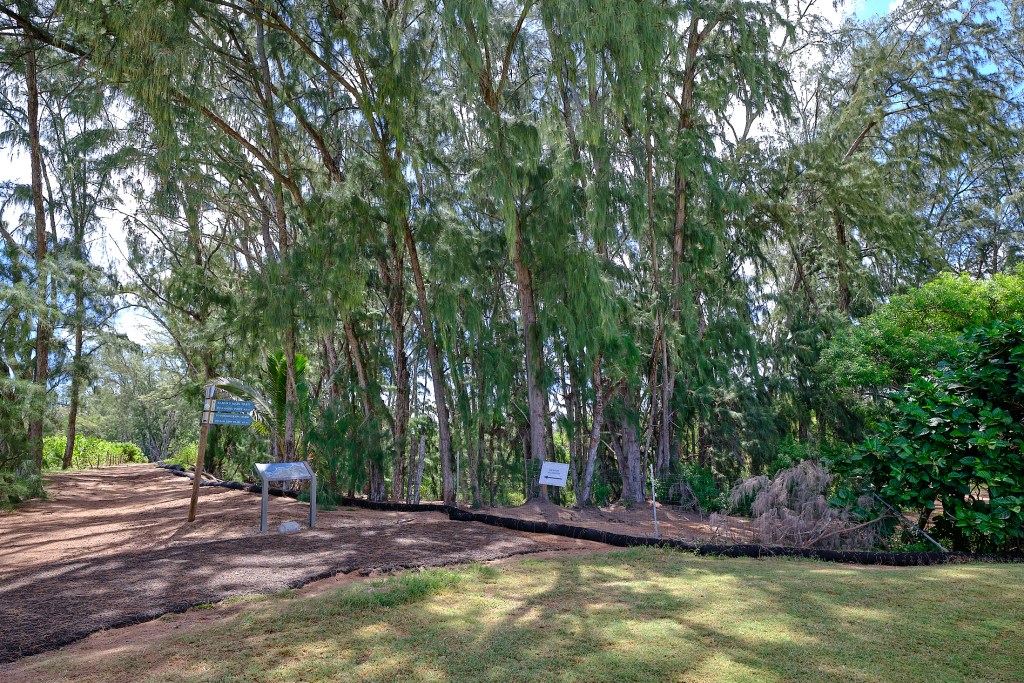 Areté Collective, the architectural Design group that is developing a 65 acre parcel of land just above Turtle Bay on the North Shore of Oahu has already started to remove invasive species from the area just purchased and is promising to keep their development with considerable setbacks to protect the ocean environment. Photographed June 28th, 2024 (David Croxford/Civil Beat/2024)