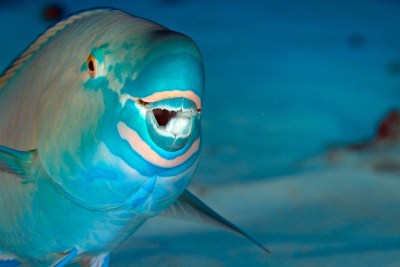 Celebrate ‘Herbivore Action’ On World Oceans Day