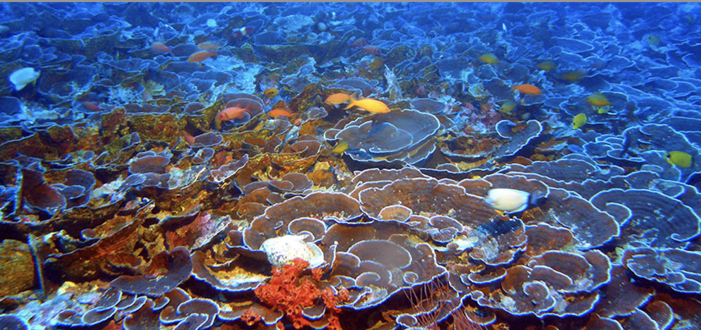 Mesophotic coral ecosystems, such as this one found at 230 feet in Maui's 'Au'au Channel, are populated with many of the same fish species found on shallow reefs. (NOAA and Hawaii Undersea Research Laboratory)