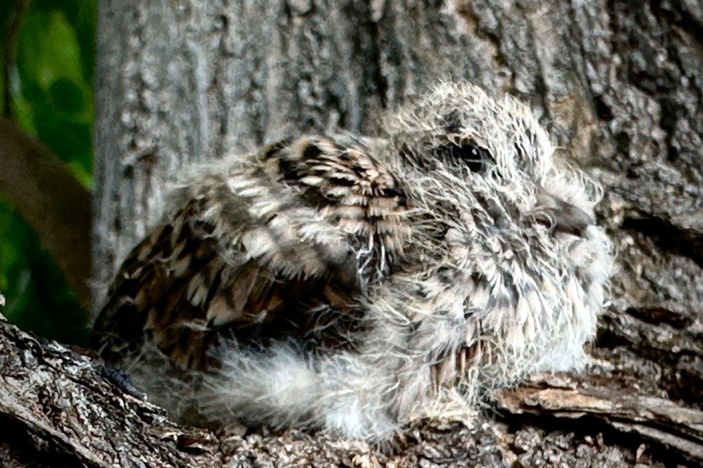 A zebra dove fledgling blends in perfectly with its surroundings Monday, July 1, 2024, in Ewa Beach. (Kevin Fujii/Civil Beat/2024)