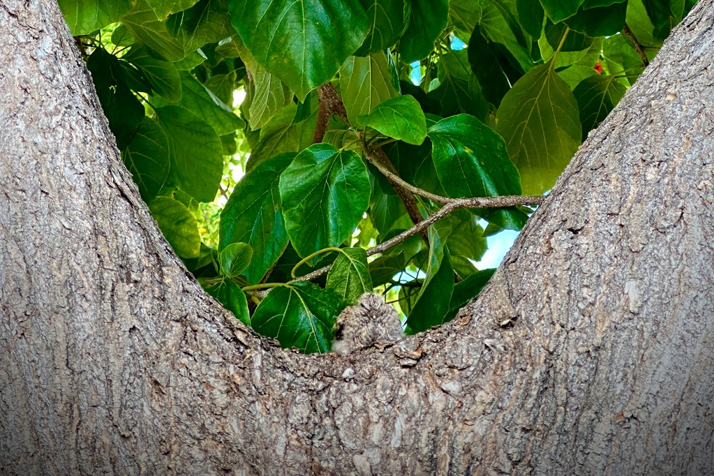A zebra dove fledgling blends in perfectly with its surroundings Monday, July 1, 2024, in Ewa Beach. (Kevin Fujii/Civil Beat/2024)
