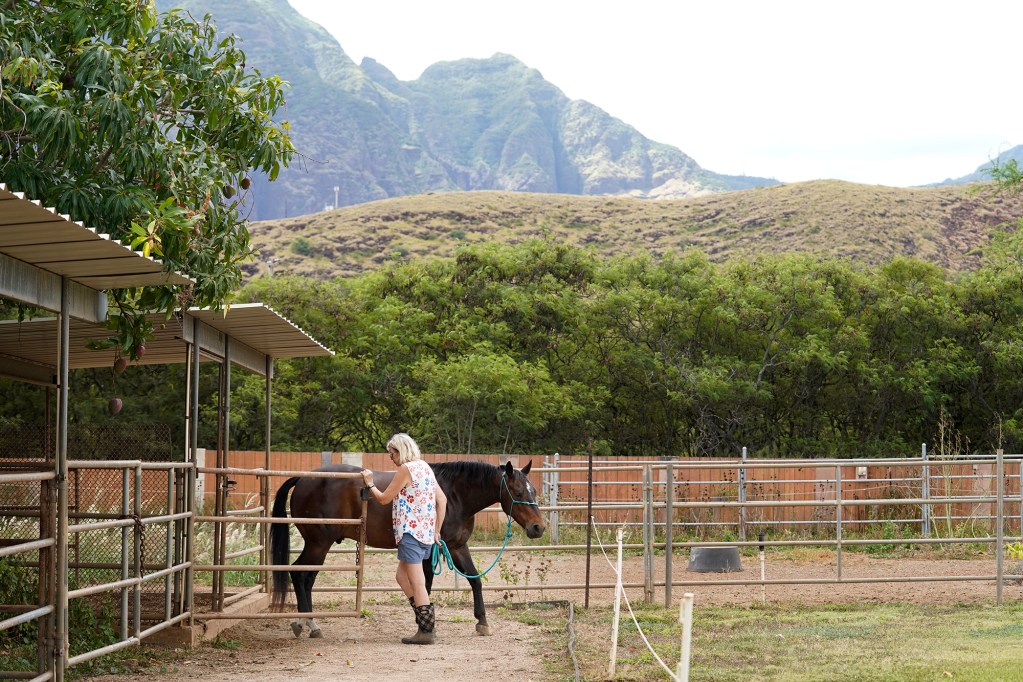 Sandy Van leads Reynman out of his stall Monday, July 1, 2024, in Waianae’s Laulaulei Valley. If Bill 64 is enacted in to law, Van would drastically be forced to change how she works her land. (Kevin Fujii/Civil Beat/2024)