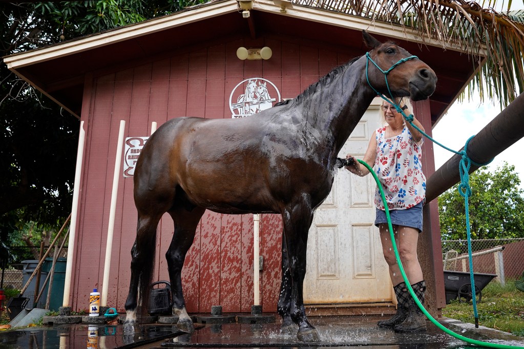 Sandy Van washes Reynman Monday, July 1, 2024, in Waianae’s Laulaulei Valley. If Bill 64 is enacted in to law, Van would drastically be forced to change how she works her land. (Kevin Fujii/Civil Beat/2024)