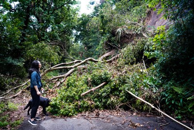 A Fallen Tree Has Been Blocking Tantalus Drive For A Month. Why Hasn’t The City Cleared It?