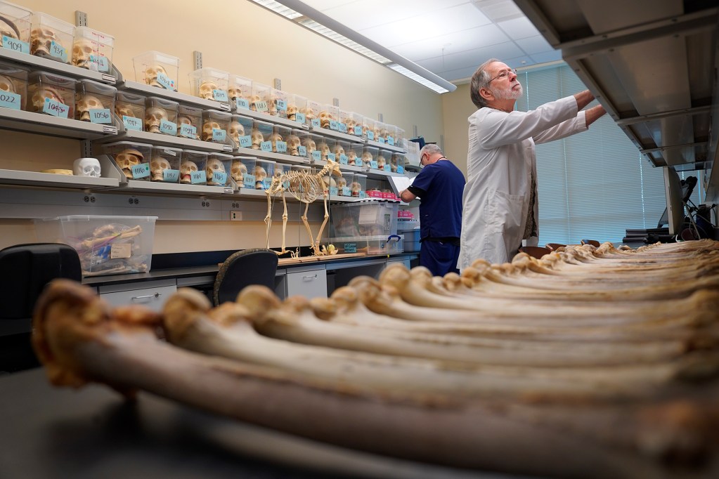 Dr. Robert Mann, foreground, Forensic Anthropologist, University of Hawaii John A. Burns School of Medicine, and Steven Labrash Director of the Willed Body Program look for a good skull to photograph Tuesday, July 30, 2024, in Honolulu. He is in the JABSOM Bone Lab. (Kevin Fujii/Civil Beat/2024)