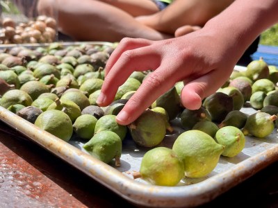 Naka Nathaniel: A Bumper Crop Of Mac Nuts Leads To A Lesson In Being Hawaiian