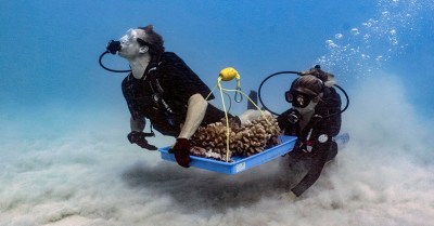 Oahu Coral Group Gears Up To Help Maui’s Battered Reefs