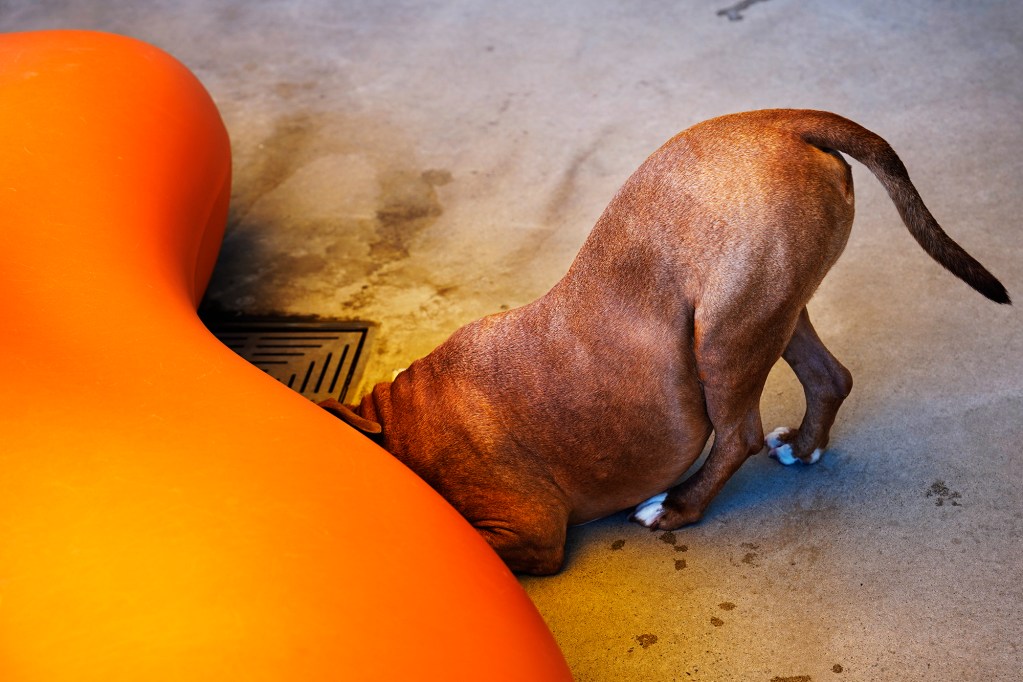 Max, a 2-year-old American Pit Bull Terrier, looks for a toy during the inaugural Keiki, Canine & Kitty Fest to celebrate the first anniversary of the Hawaiian Humane Society’s Kosasa Family Campus at Ho‘opili Saturday, Aug. 3, 2024, in Ewa Beach. (Kevin Fujii/Civil Beat/2024)