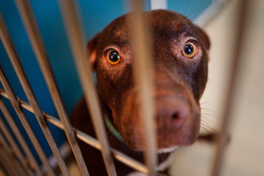 Marceline, a 2-year-old mixed breed, looks soulfully into the eyes of Kea Lewis during the inaugural Keiki, Canine & Kitty Fest first-anniversary celebration for the Hawaiian Humane Society’s Kosasa Family Campus at Ho‘opili Saturday, Aug. 3, 2024, in Ewa Beach. (Kevin Fujii/Civil Beat/2024)