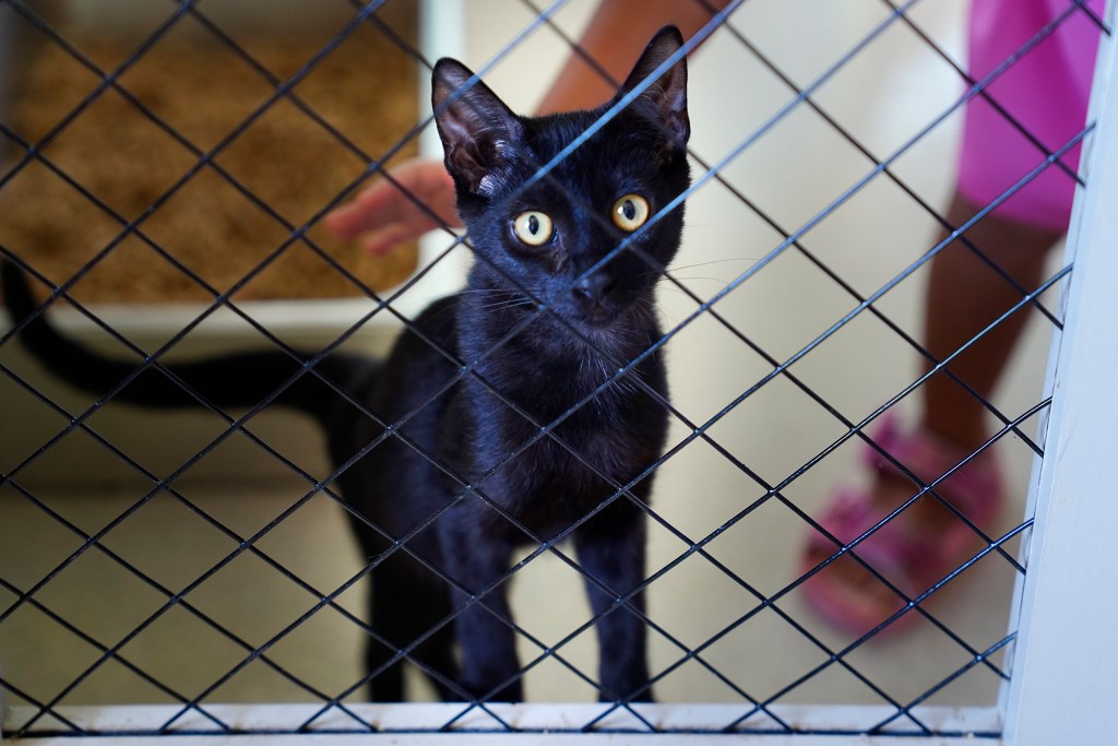 A kitten looks for a new home during the inaugural Keiki, Canine & Kitty Fest, the first anniversary celebration for the Hawaiian Humane Society’s Kosasa Family Campus at Ho‘opili Saturday, Aug. 3, 2024, in Ewa Beach. (Kevin Fujii/Civil Beat/2024)