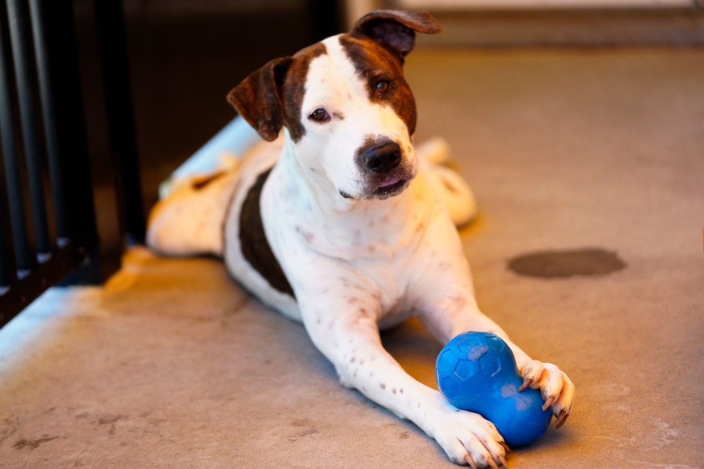 Chicken Wing, a 5-year-old American Pit Bull Terrier, poses with a toy during the inaugural Keiki, Canine & Kitty Fest to celebrate the first anniversary of the Hawaiian Humane Society’s Kosasa Family Campus at Ho‘opili Saturday, Aug. 3, 2024, in Ewa Beach. (Kevin Fujii/Civil Beat/2024)