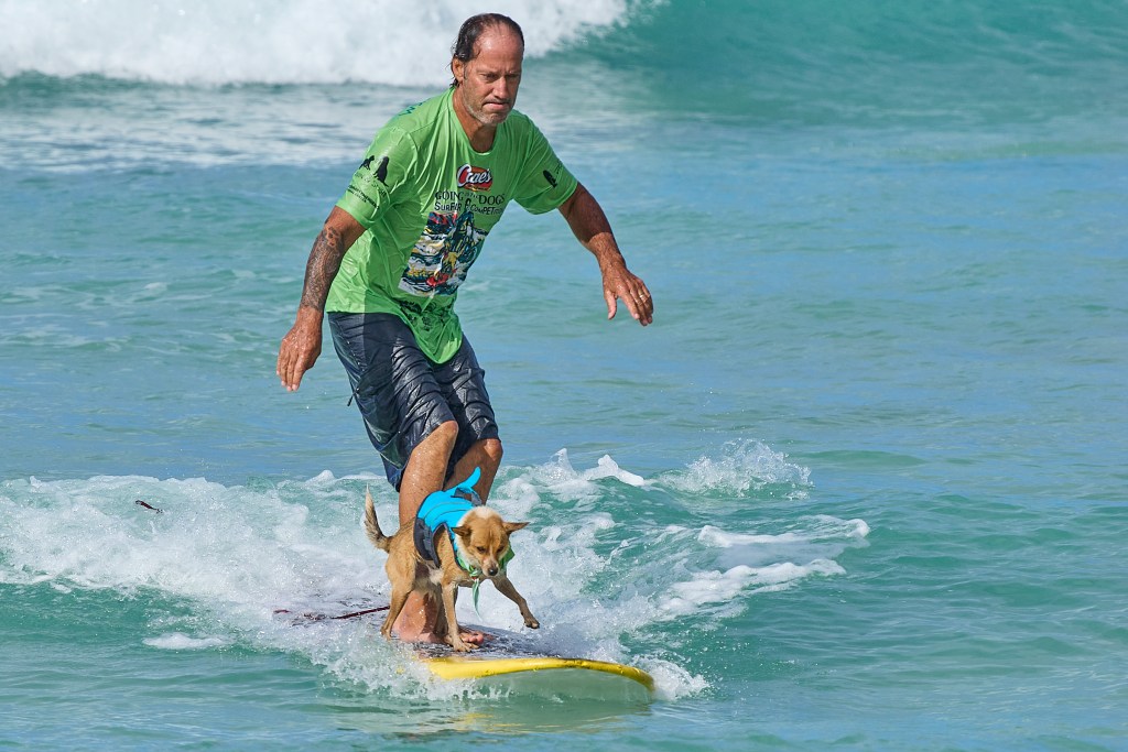 Part of the Dukes OceanFest celebration includes a Surf Fur (pet/human combo) surf contest that took place at Baby Queens Surf break at Kuhio Beach Tuesday August 20th.