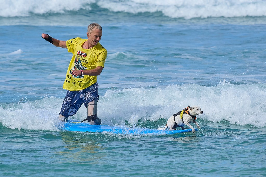 Part of the Dukes OceanFest celebration includes a Surf Fur (pet/human combo) surf contest that took place at Baby Queens Surf break at Kuhio Beach Tuesday August 20th.