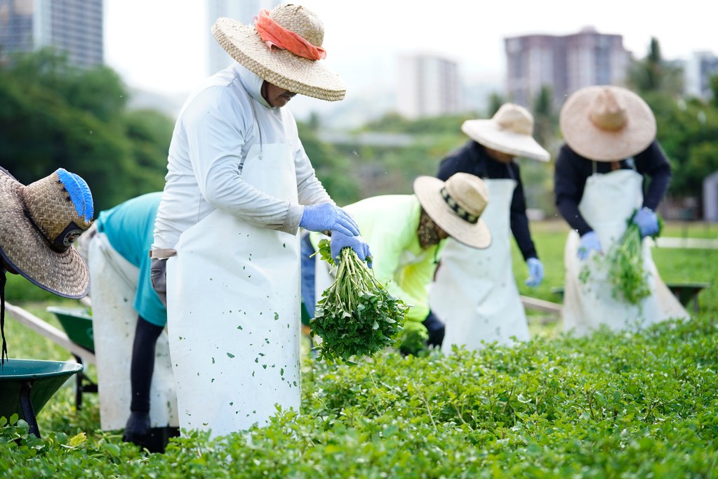Have you ever wondered where your watercress comes from? In Hawaii, it’s most likely from Sumida Farms where their field workers harvest watercress Wednesday, Aug. 21, 2024, in Aiea. During their slow season, which is now, they collect approximately 2.5 tons of watercress a week. During their peak harvesting season between February and July, the harvest is double. Annually, they harvest on average 200 tons. (Kevin Fujii/Civil Beat/2024)