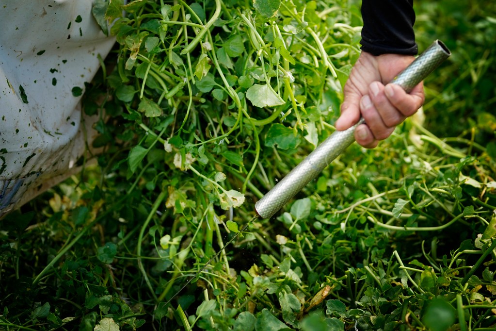 A Sumida Farms field worker cuts watercress free from its water-bound roots Wednesday, Aug. 21, 2024, in Aiea. During their slow season, which is now, they collect approximately 2.5 tons of watercress a week. During their peak harvesting season between February and July, the harvest is double. Annually, they harvest on average 200 tons. (Kevin Fujii/Civil Beat/2024)