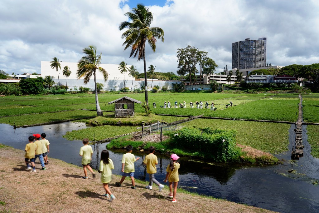Keiki on a school field trip learn where most of Hawaii’s watercress comes from. In Hawaii, it’s most likely from Sumida Farms where their field workers harvest watercress Wednesday, Aug. 21, 2024, in Aiea. During their slow season, which is now, they collect approximately 2.5 tons of watercress a week. During their peak harvesting season between February and July, the harvest is double. Annually, they harvest on average 200 tons. (Kevin Fujii/Civil Beat/2024)
