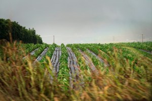 Healthy Soils Make For A Healthier People