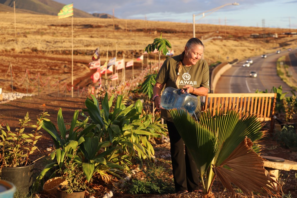 Susie Richter said watering the garden daily at the Lahaina memorial helps her to cope with losing friends to the Maui fire. (Leo Azambuja/Civil Beat/2024)