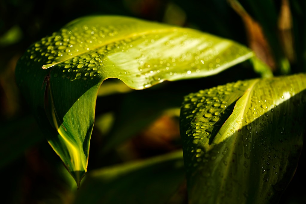 A ti plant glistens in the morning sunshine after Susie Richter watered the plants at the Lahaina memorial Wednesday, Oct. 2, 2024, in Lahaina. (Kevin Fujii/Civil Beat/2024)