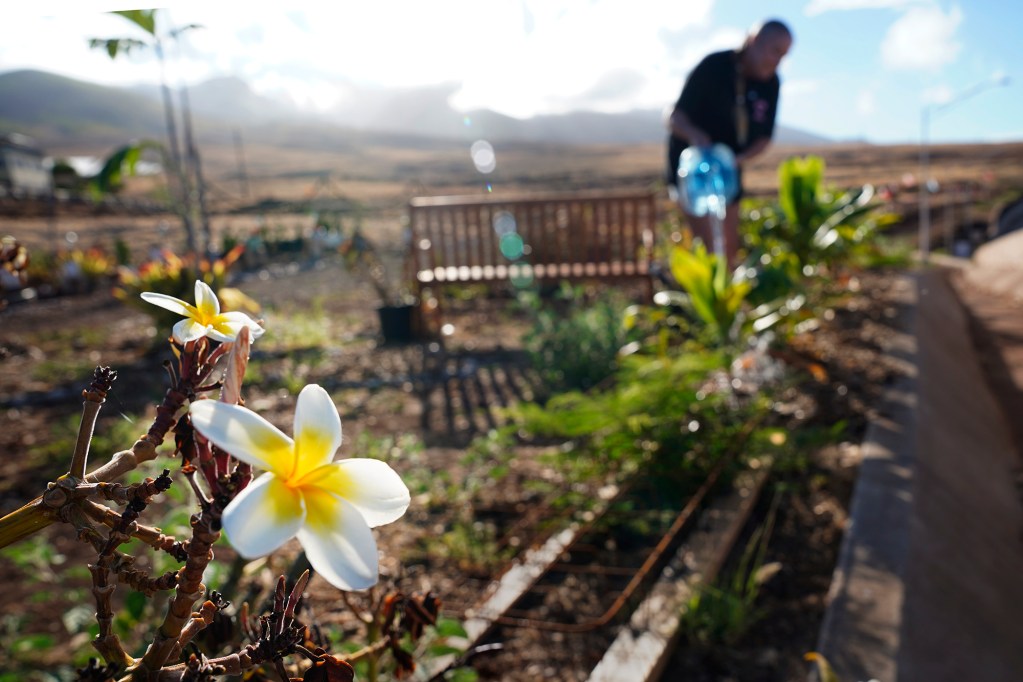A plumeria blooms along Susie Richter’s water route at the Lahaina memorial Wednesday, Oct. 2, 2024, in Lahaina. (Kevin Fujii/Civil Beat/2024)